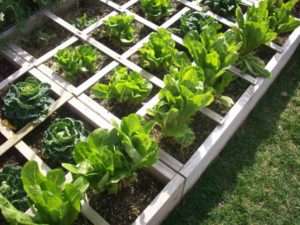 Sustainability-Unveiled